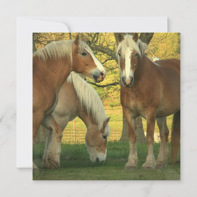 Convite para Cavalos de Palomino (Frente)