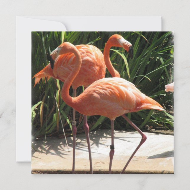 Convite para Flamingo Flock (Frente)