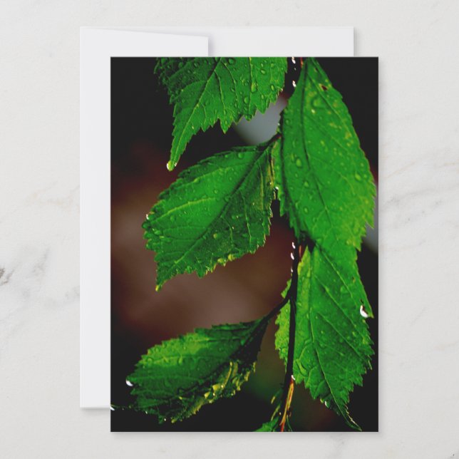 Convite para Folhas de Amêndoa (Frente)