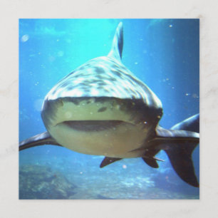 Convite para Fotos de Tubarão