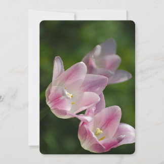 Convite para tulipas rosa