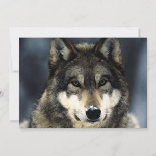 Convite para Wolf Portrait