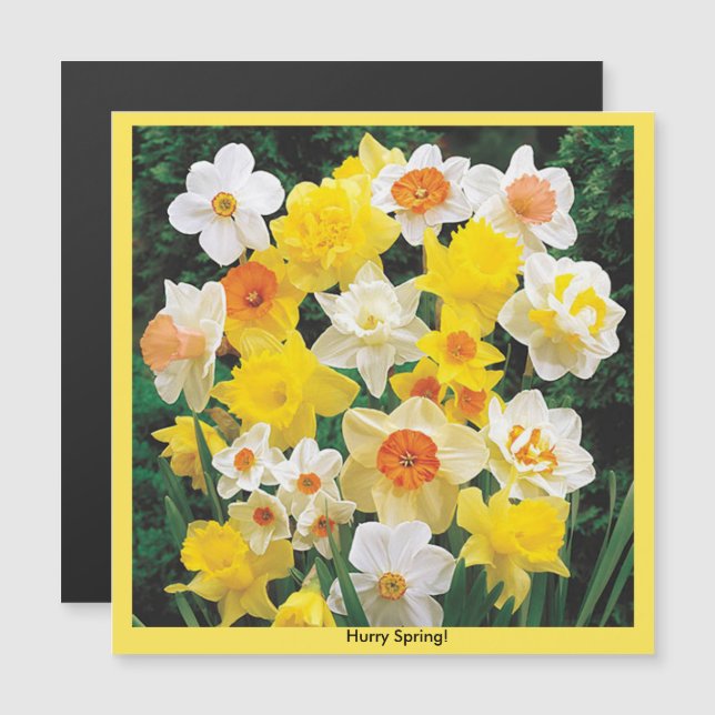 Convite Rápido Primavera Daffodil Refrigerator Magnet (Frente/Verso)