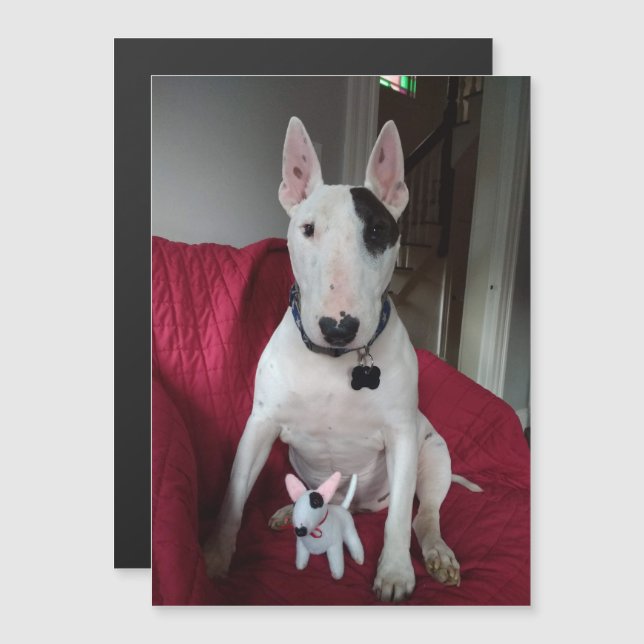 Convite Rex: TV Terrier e ímã Ditto (Frente/Verso)