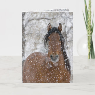 Convite Snow Stallion Greeting Card