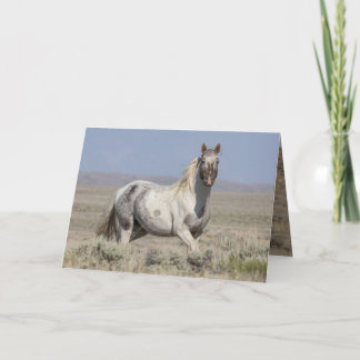 Convite Wild Pintaloosa Stallion Greeting Card