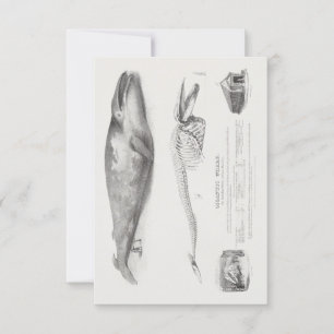 Convites A baleia da Groelândia, baleia azul por George Joh