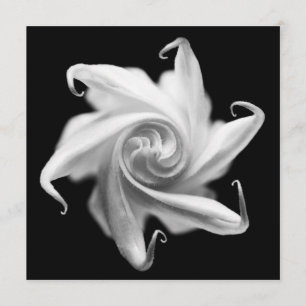 Convites a flor em botão do estramónio convida