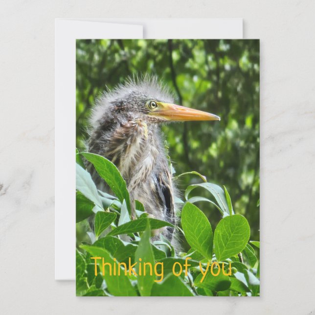 Convites A green heron. Thinking of you (Frente)