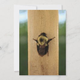 Convites Abelha-zilla