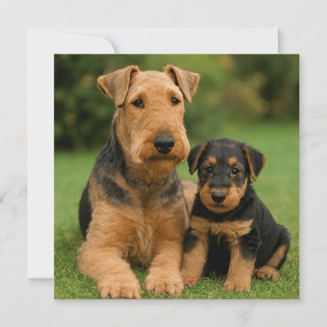 Convites Airedale Terrier Com Puppy (Frente)