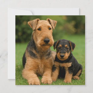 Convites Airedale Terrier Com Puppy