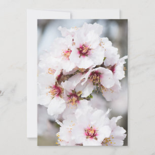 Convites Amêndoa florescendo