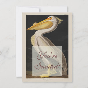 Convites Antigo Pelicano Branco de John James Audubon Coste