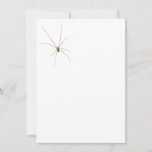 Convites Aranha