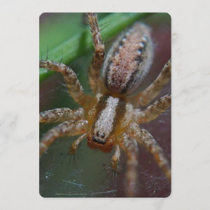 Convites Aranha enorme