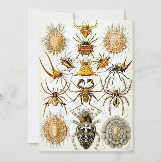 Convites Aranhas (Frente)