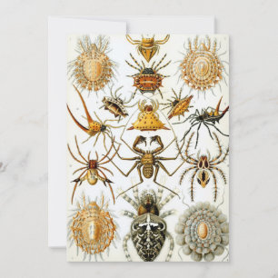 Convites Aranhas Vintage ou Aracnídeos por Ernst Haeckel