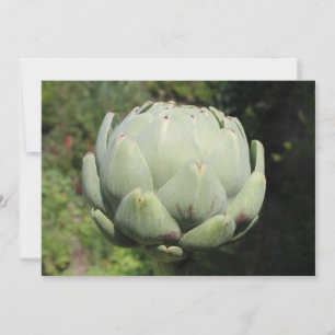 Convites Artichoke Plant.
