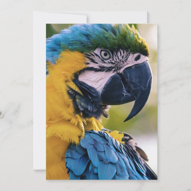 Convites as aves são os únicos animais com penas 8 (Frente)