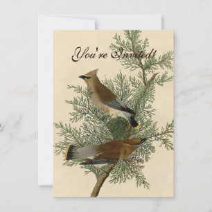 Convites Audubon Cedar Waxwing Bird