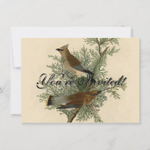 Convites Audubon Cedar Waxwing Bird