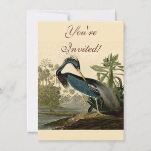 Convites Audubon Garça da Louisiana Pássaros América Arte