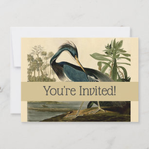 Convites Audubon Louisiana Heron