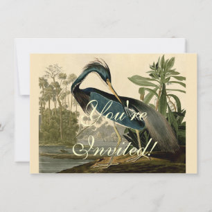 Convites Audubon Louisiana Heron Birds América Art