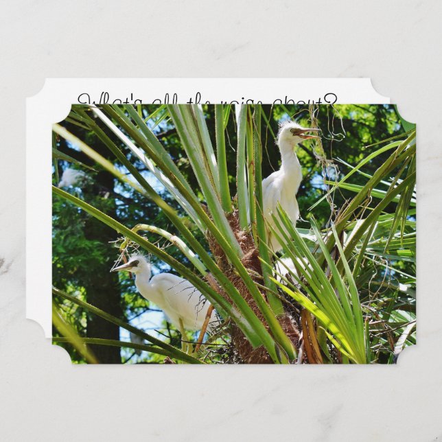 Convites Bebês Birrds (Frente/Verso)