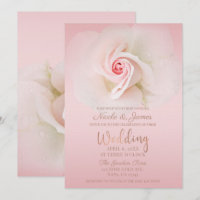 Bela Rosa Molhada Rosa Macia Elegante Casamento