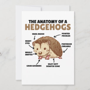 Convites Bonita Explicação De Hedgehog Anatomia De Hedgeh