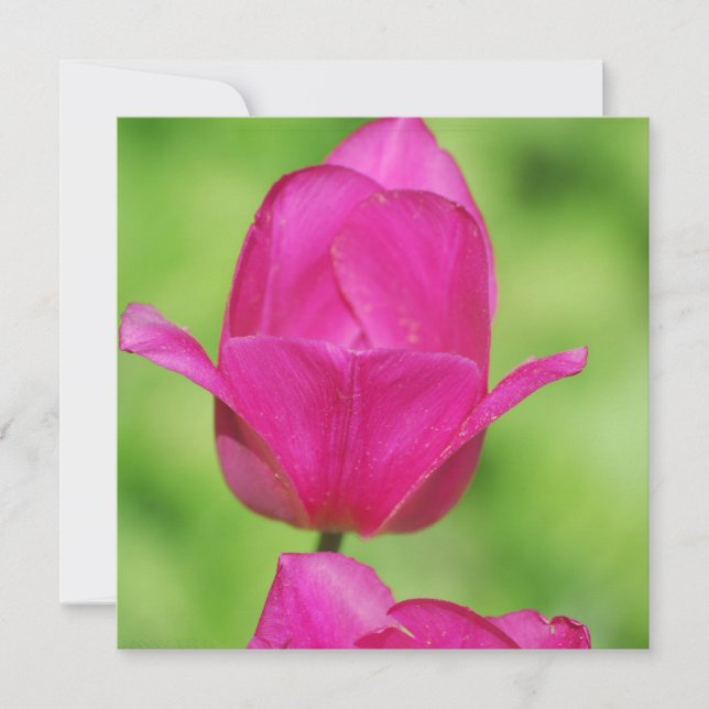 Convites bonito das tulipas (Frente)