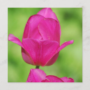 Convites bonito das tulipas