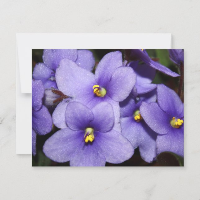 Convites Boquete Violet (Frente)