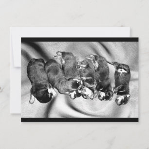 Convites cachorrinhos-de-sono