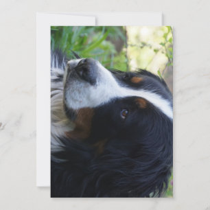 Convites cachorro de montanha bernês segundo aniversário