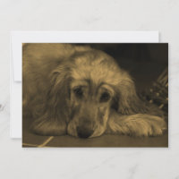 Cachorro Doce - Retriever de Ouro em Tom Sepia