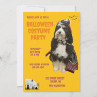 Cachorro Negro e Laranja na Festa de Costume Pirat