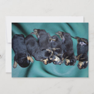 Convites cachorros-do-mar