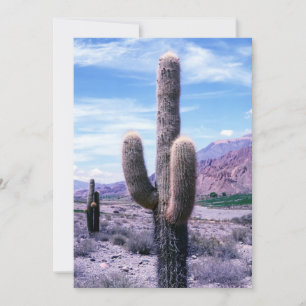 Convites Cactus na província de Jujuy - Argentina Norte