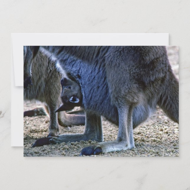 Convites Canguru bebê na bolsa da mãe - Austrália (Frente)