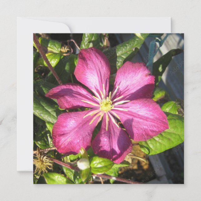 Convites Cartão-postal (Frente)