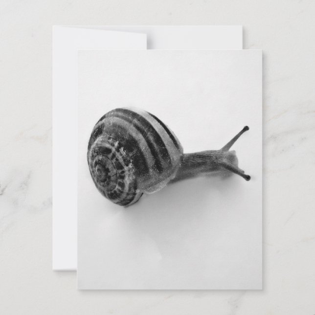 Convites Cartão-postal Snail (Verso)