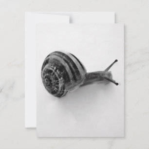 Convites Cartão-postal Snail