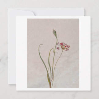 Convites Cebola Selvagem