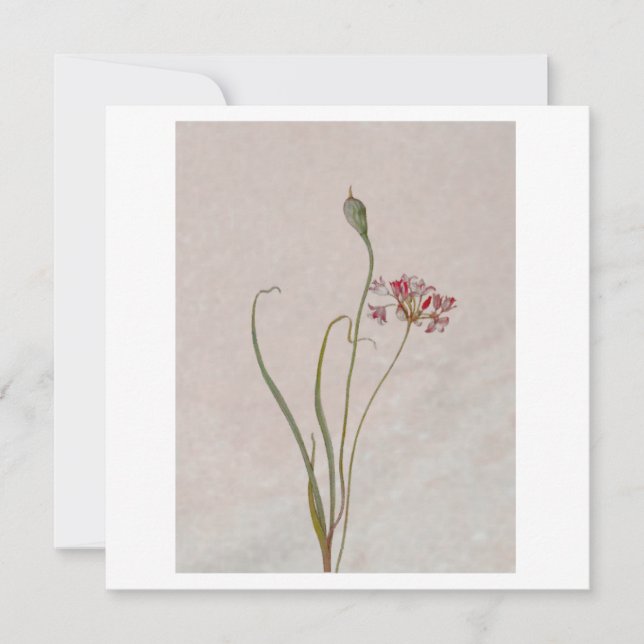 Convites Cebola Selvagem (Frente)