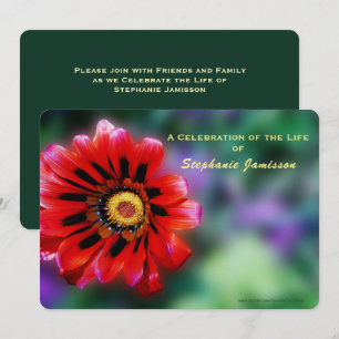 Convites Celebração da Vida, Vivid Red Flower Gazania