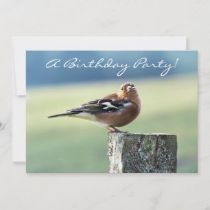 CONVITES CHAFFINCH