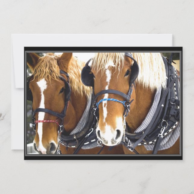 Convites Clydesdale Draft Horse Invise (Frente)